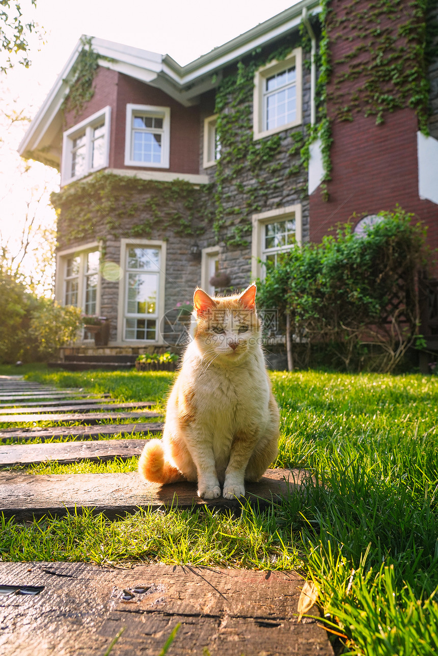 庭院里的猫图片