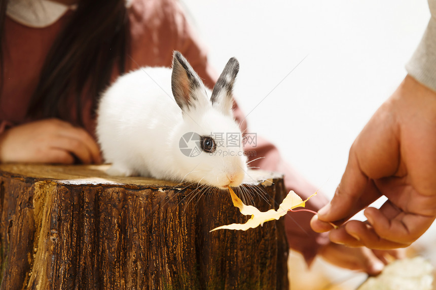 小女孩喂小兔子图片