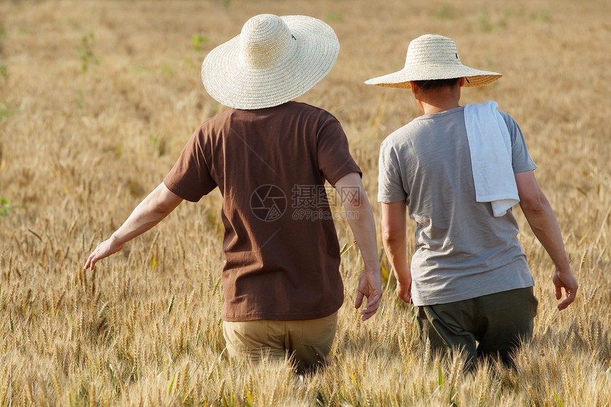 科研人员和农民在麦田里交流技术的背影图片