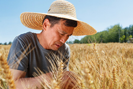 蹲在麦地里的农民图片