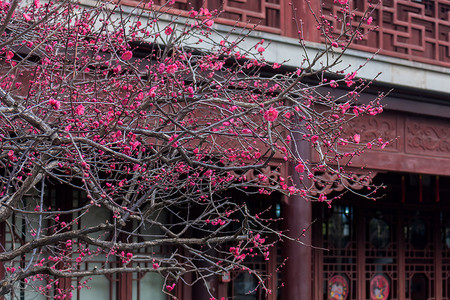 早春梅花与中式传统古建筑背景图片