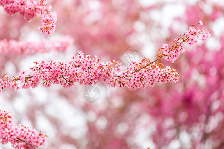 春天浪漫唯美樱花背景图片