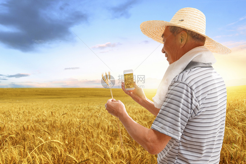 农民站在麦田里看手机图片