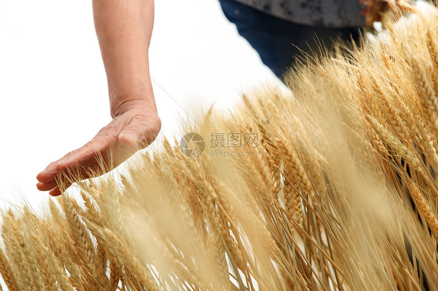农民用手抚摸麦穗图片