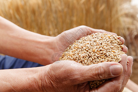 拿着麦穗的农民农民双手捧着麦粒背景