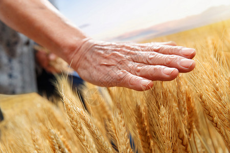 农民用手抚摸麦穗图片