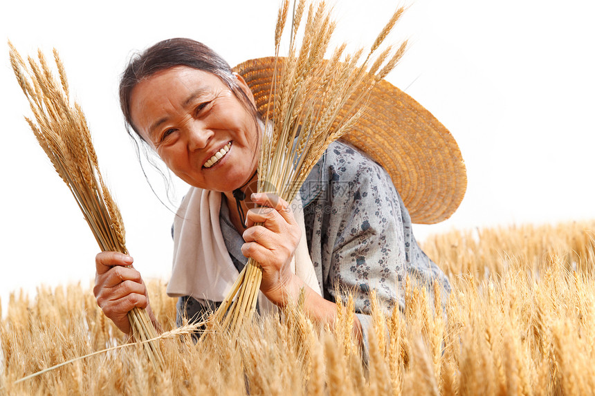 在麦田里劳动的农民图片