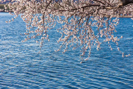 河岸边浪漫唯美的桃花背景图片