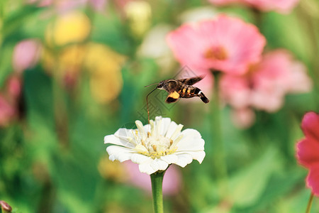 蜜蜂在花上在菊花上采蜜的蜜蜂背景