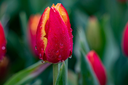 春雨下的郁金香图片
