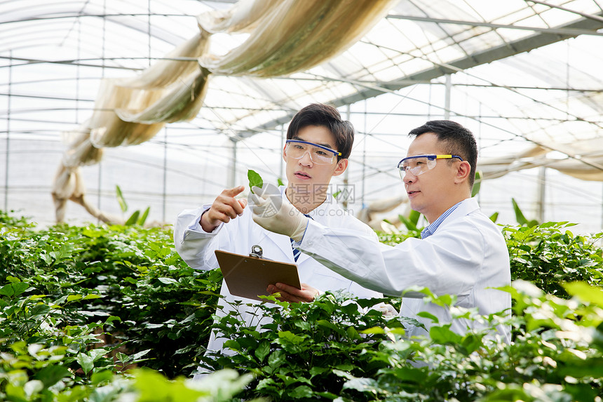 农业培育科学家研究植物茎叶图片