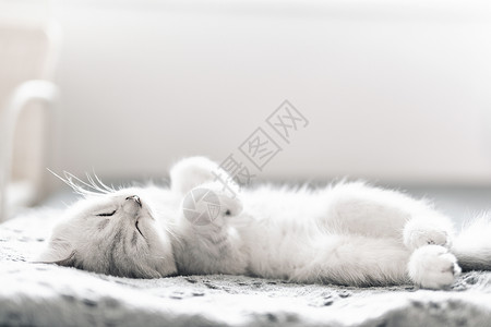 动物主题居家躺在床上睡觉的可爱银渐层宠物猫背景