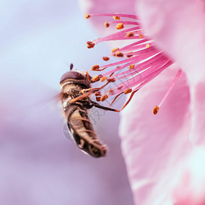 春天蜜蜂采蜜图片
