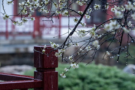 春雨下古建筑旁的梅花背景图片