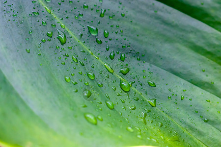 雨水节气绿色植物图片