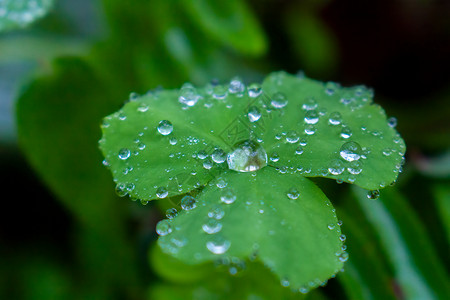 绿叶上的雨滴水珠植物图片