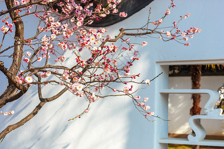 一棵梅花树古典园林里盛开的梅花背景