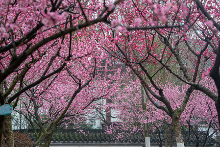 武汉沙湖公园春天的梅花图片