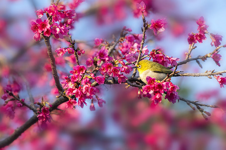 一只眼站在樱花树上的秀眼鸟背景