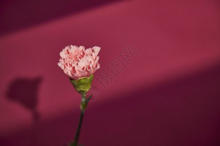 感恩妇女节鲜花花卉康乃馨洋红色背景背景