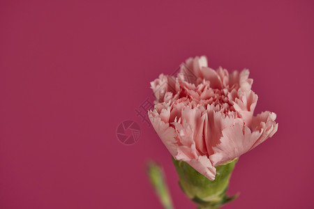 流行色背景康乃馨花卉素材图片