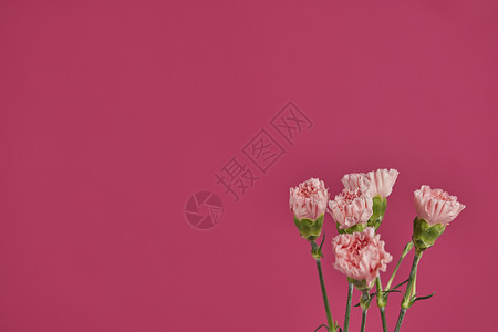洋红色康乃馨背景素材高清图片