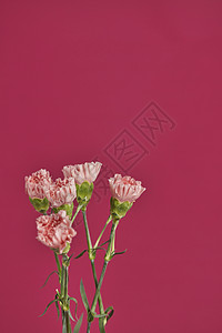 洋红色背景康乃馨花卉背景图片