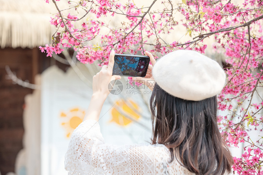 春天樱花树下用手机拍照的女生背影图片