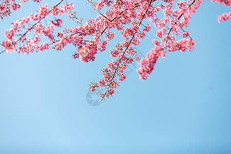 粉色法式边框蓝色天空下唯美浪漫的粉色樱花背景