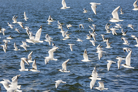 昆明滇池上飞翔的海鸥群鸟群图片