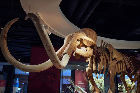 灭绝的动物上海自然博物馆动物骨架模型背景