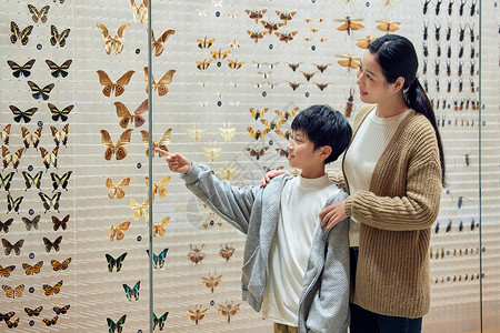 逮蝴蝶的男孩妈妈带儿子观看蝴蝶标本背景