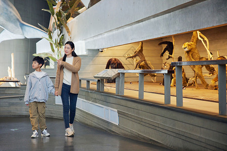 学生参观博物馆年轻妈妈带儿子参观动物标本背景