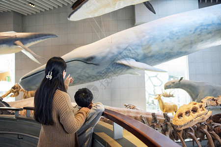 男孩与鲸鱼妈妈带儿子参观海底动物模型背景