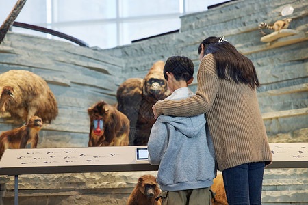 棕熊母子自然博物馆参观的母子背影背景