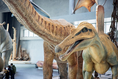 室内展览上海自然博物馆动物骨骼模型背景
