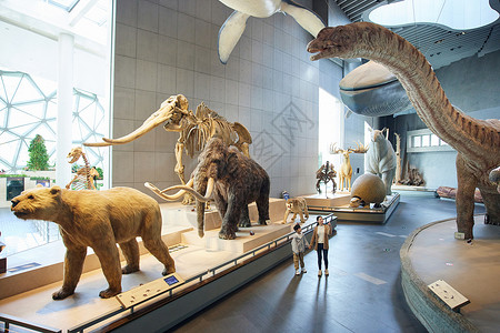 科普展示博物馆里的动物世界背景