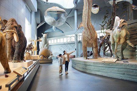 博物馆恐龙妈妈带儿子参观自然博物馆的动物世界背景