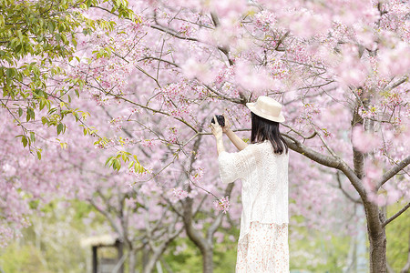 踏滑板车女生春天樱花树下拍照的女生背影背景