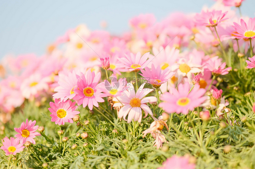 春天颜色各异的清新大气小雏菊花图片