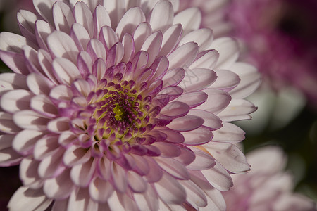 唯美鲜花特写非洲菊图片