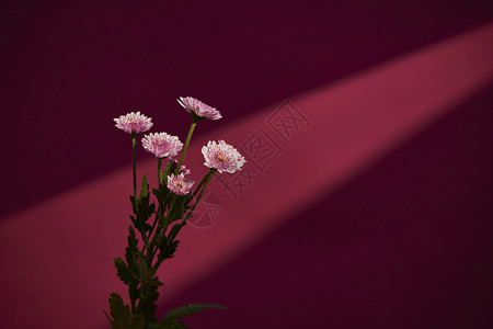 洋红色背景鲜花静物非洲菊背景图片