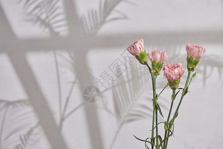 教师节植物贺卡阳光下的鲜花康乃馨背景