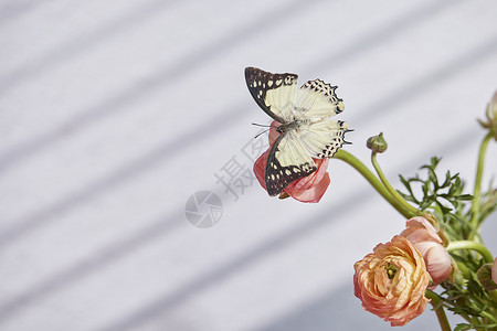 蝴蝶停留在鲜花上背景图片