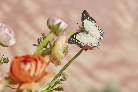白色清新蝴蝶光影背景鲜花上的蝴蝶背景