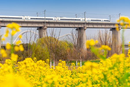 油菜花驶向春天的列车图片