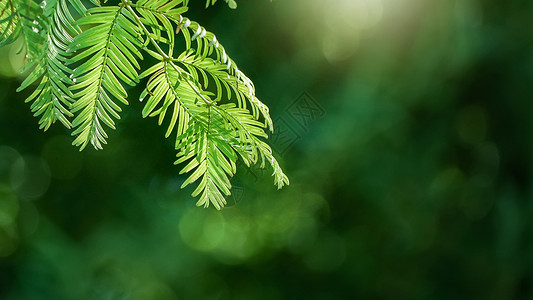 花草树叶阳光透过绿色叶子特写背景