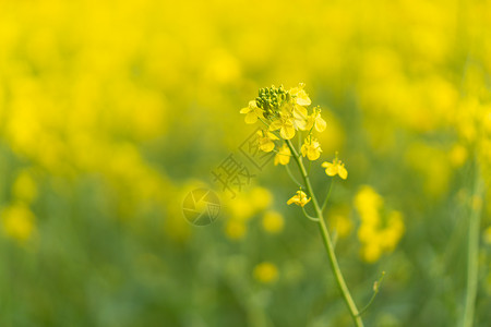 春天油菜花海图片