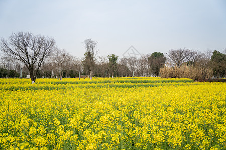 春天的东湖万国公园油菜花花海图片