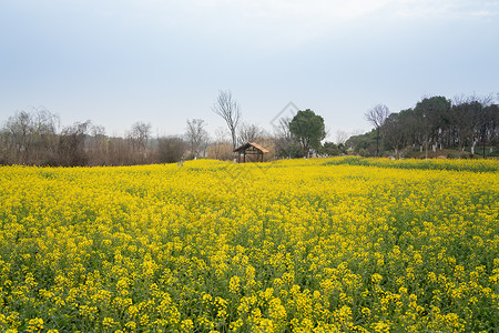 春天的东湖万国公园油菜花花海背景图片